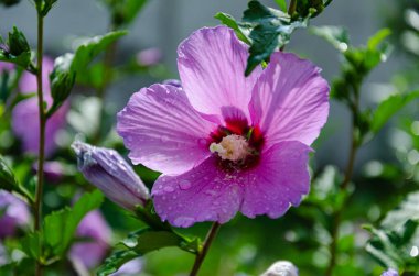 Sabah bahçesinde güzel leylak çiçekleri.