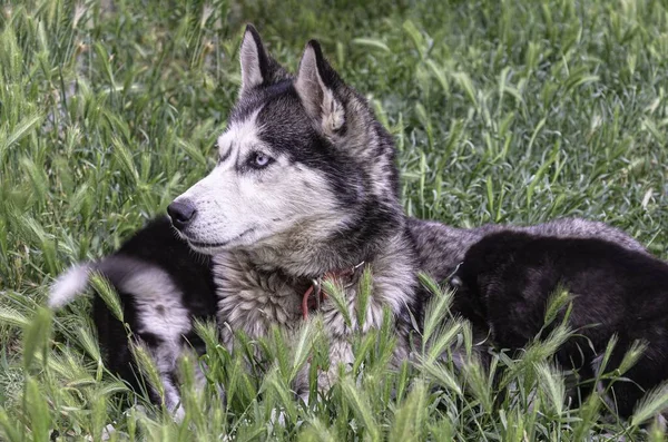 Husky Dog Lies Grass Puppy — ストック写真