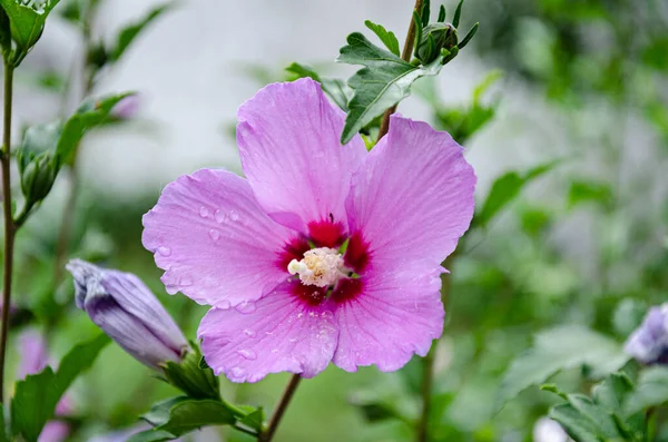 Beautiful Lilac Hibiscus Flower Garden Summer Day Rain — Foto Stock