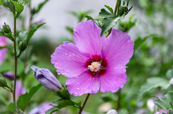 Beautiful Lilac Hibiscus Flower Garden Summer Day Rain — Fotografia de Stock