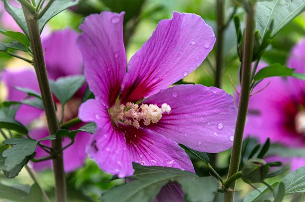 Beautiful Lilac Hibiscus Flower Garden Summer Day Rain — стоковое фото