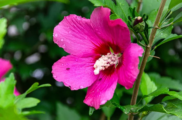 Güzel Leylak Çiçeği Yağmurdan Sonra Bir Yaz Günü Bahçede — Stok fotoğraf