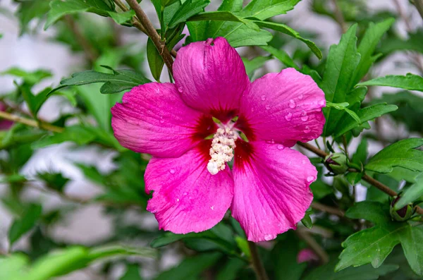 Beautiful Lilac Hibiscus Flower Garden Summer Day Rain — Fotografia de Stock