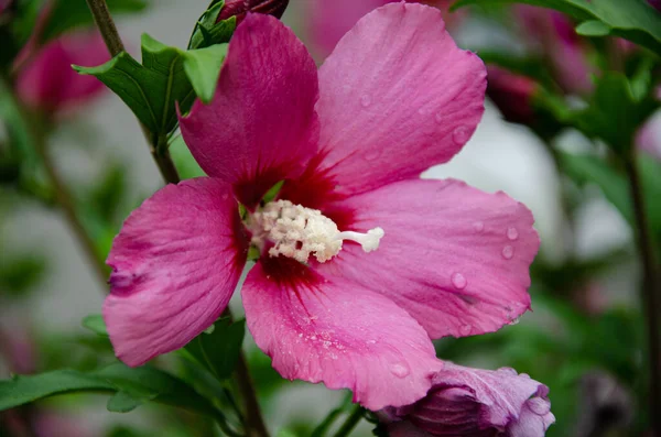 Beautiful Lilac Hibiscus Flower Garden Summer Day Rain — Photo