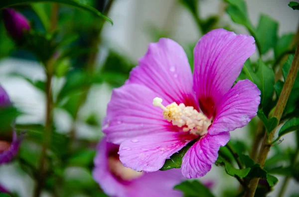 Beautiful Lilac Hibiscus Flower Garden Summer Day Rain — Stockfoto