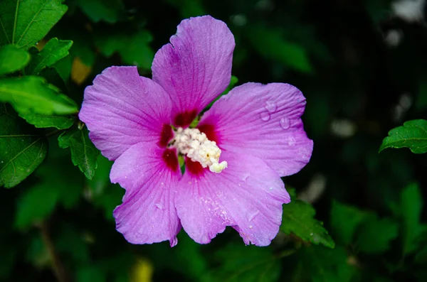 Beautiful Lilac Hibiscus Flower Garden Summer Day Rain — 스톡 사진