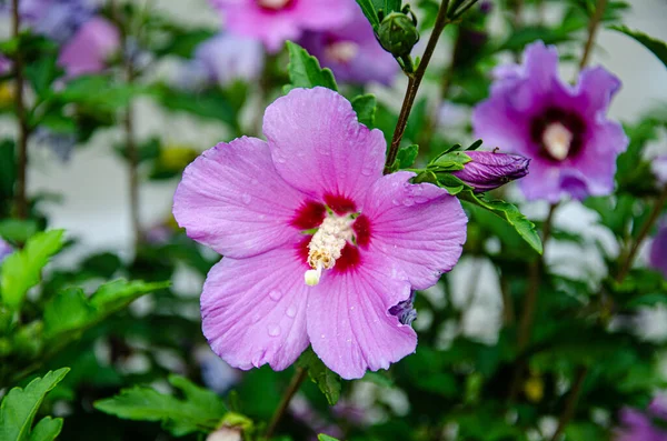 Mooie Lila Hibiscus Bloem Tuin Een Zomerse Dag Regen — Stockfoto