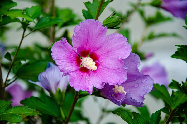 Beautiful Lilac Hibiscus Flower Garden Summer Day Rain — стоковое фото