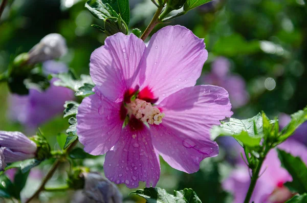 Beautiful Lilac Hibiscus Flower Garden Summer Day Rain — 图库照片