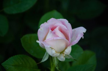 A small white-pink rose is blooming in the garden. Gardening. Breeding roses.