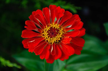 Zinnia Elegans (Common Zinnia) in the garden on a summer day in the sun.