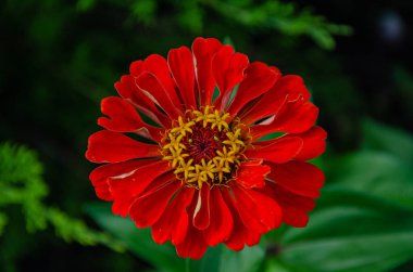 Zinnia Elegans (Common Zinnia) in the garden on a summer day in the sun.