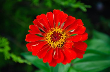 Zinnia Elegans (Common Zinnia) in the garden on a summer day in the sun.