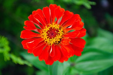 Zinnia Elegans (Common Zinnia) in the garden on a summer day in the sun.