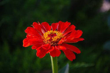 Zinnia Elegans (Common Zinnia) in the garden on a summer day in the sun.