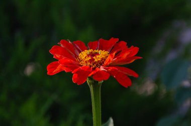 Zinnia Elegans (Common Zinnia) in the garden on a summer day in the sun.