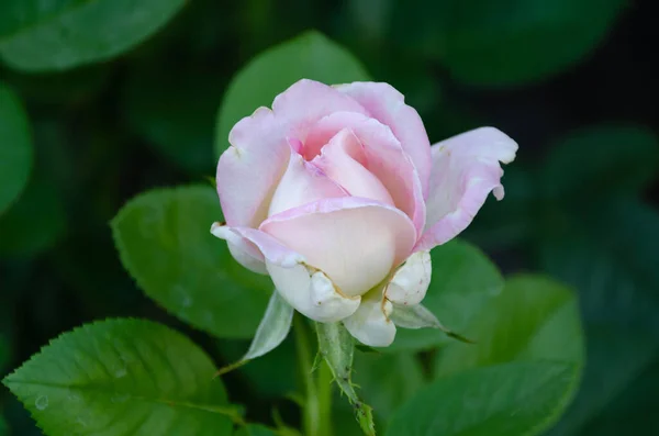 Small White Pink Rose Blooming Garden Gardening Breeding Roses —  Fotos de Stock