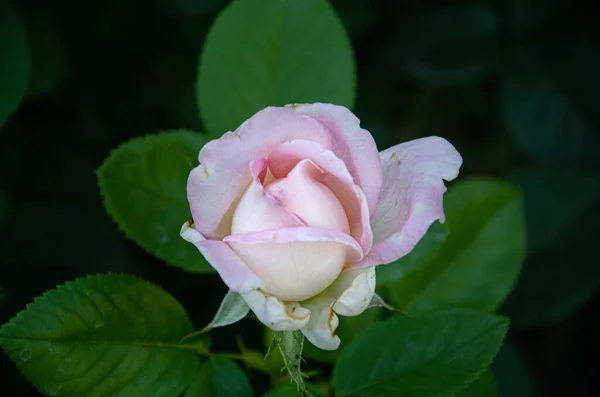 Small White Pink Rose Blooming Garden Gardening Breeding Roses —  Fotos de Stock