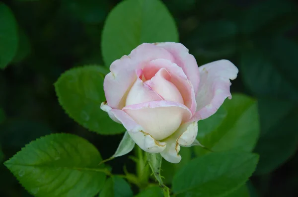 Small White Pink Rose Blooming Garden Gardening Breeding Roses — Foto Stock