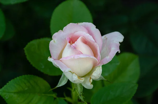 Small White Pink Rose Blooming Garden Gardening Breeding Roses — Foto Stock