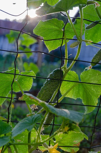 Ripe green cucumber in the garden. food gardening.