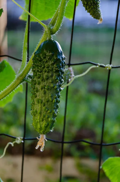 Ripe Green Cucumber Garden Food Gardening — Stok fotoğraf