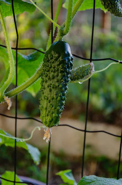 Ripe Green Cucumber Garden Food Gardening — Stok fotoğraf