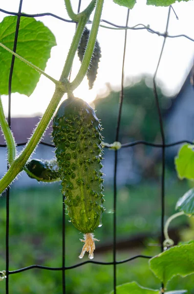 Ripe Green Cucumber Garden Food Gardening — Stok fotoğraf