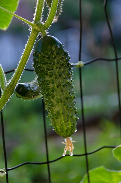 Ripe Green Cucumber Garden Food Gardening — ストック写真