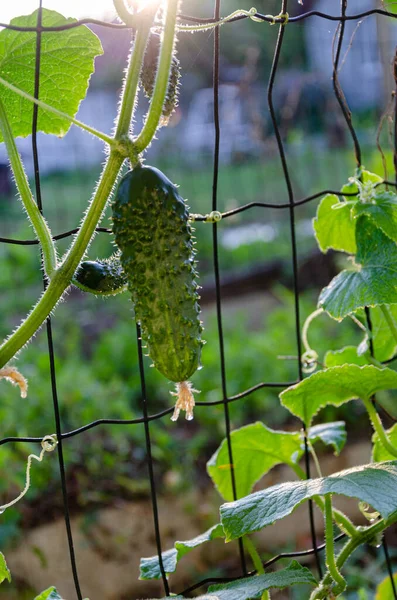 Ripe Green Cucumber Garden Food Gardening — Stok fotoğraf