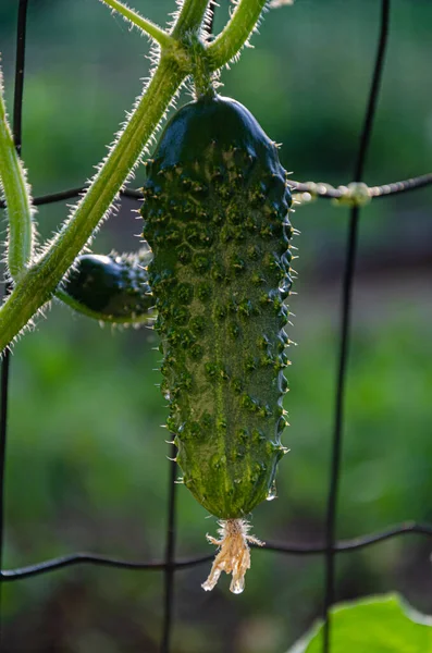 Ripe Green Cucumber Garden Food Gardening — Stok fotoğraf