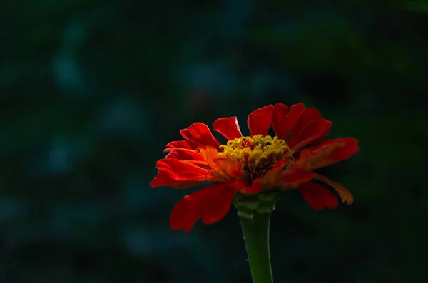 Zinnia Elegans Common Zinnia Garden Summer Day Sun — Φωτογραφία Αρχείου