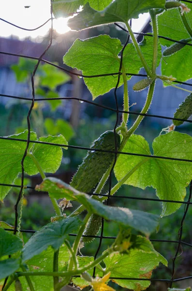 Mentimun Hijau Matang Taman Berkebun Makanan Stok Gambar