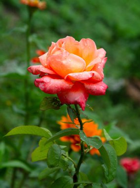 Scarlet beautiful rose in the garden on a summer day after the rain.