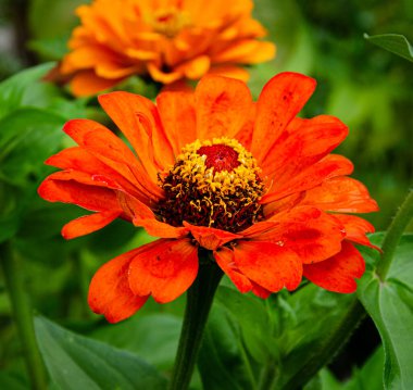 Zinnia Elegans (Common Zinnia) in the garden on a summer day in the sun.