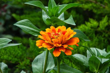 Zinnia Elegans (Common Zinnia) in the garden on a summer day in the sun.