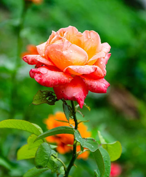Scarlet beautiful rose in the garden on a summer day after the rain.