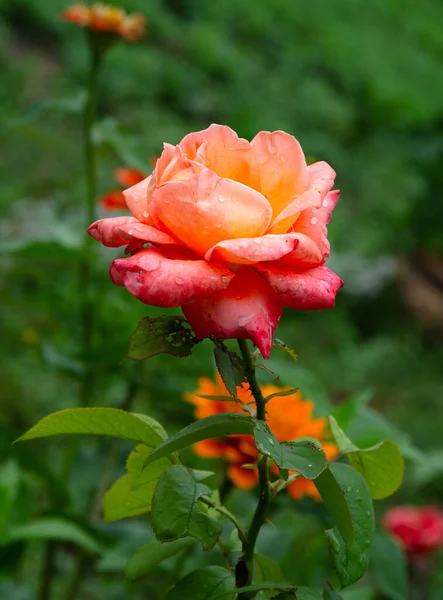 Scarlet Beautiful Rose Garden Summer Day Rain — Stockfoto