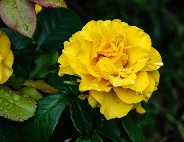 Желтые Розы Саду Летний День После Дождя — стоковое фото