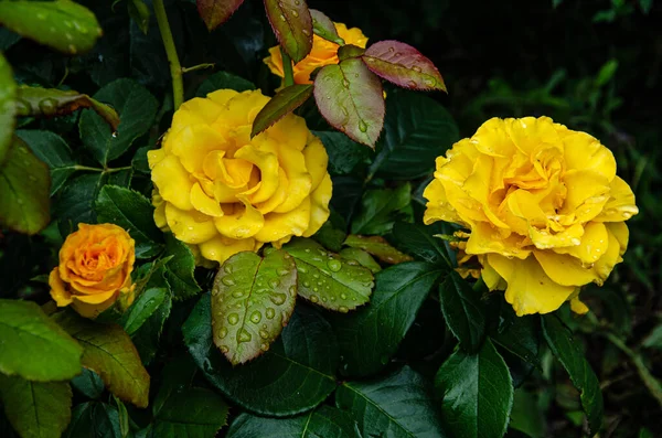 Желтые Розы Саду Летний День После Дождя — стоковое фото