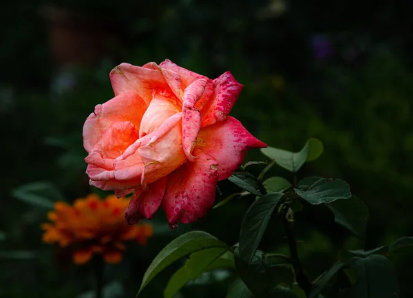 Scarlet Beautiful Rose Garden Summer Day Rain — Stockfoto