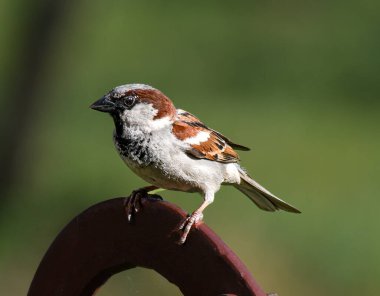 Sparrow in the summer garden, sunny day.