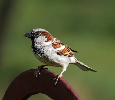 Sparrow in the summer garden, sunny day.