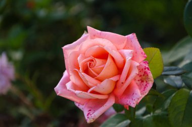 Sıcak bir sonbahar gününde bahçede kırmızı bir gül..