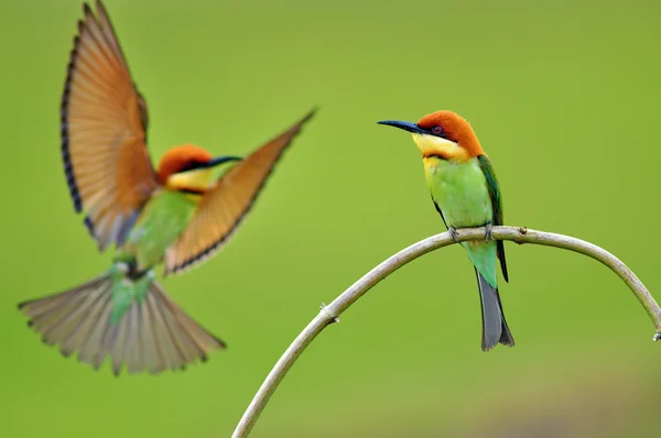 Bee Eater Bird — стоковое фото