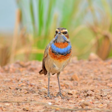 bluethroat kuş