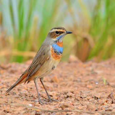 bluethroat kuş