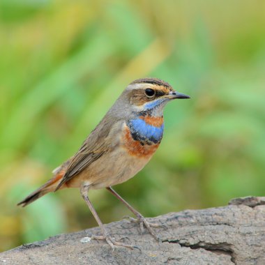 bluethroat kuş