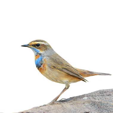bluethroat kuş