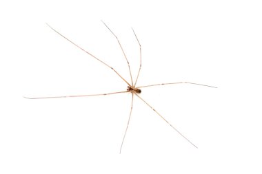 brown recluse spider clipart
